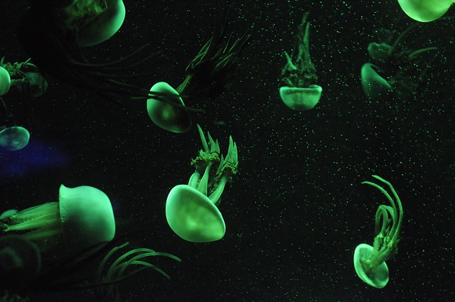 A community aquarium with pictus catfish, angelfish, and neon tetras swimming peacefully.