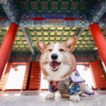 corgi dog names