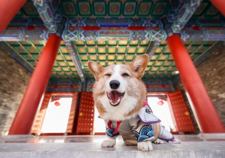 corgi dog names
