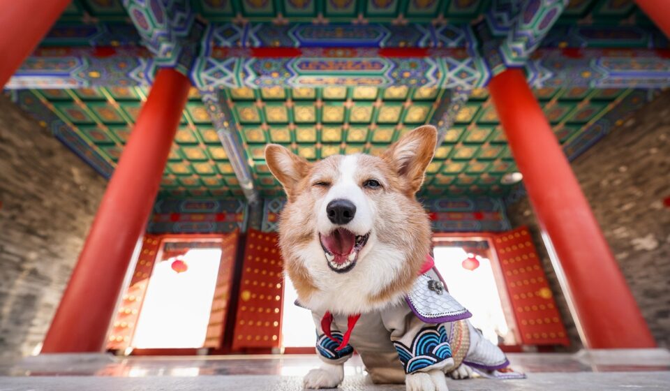 corgi dog names