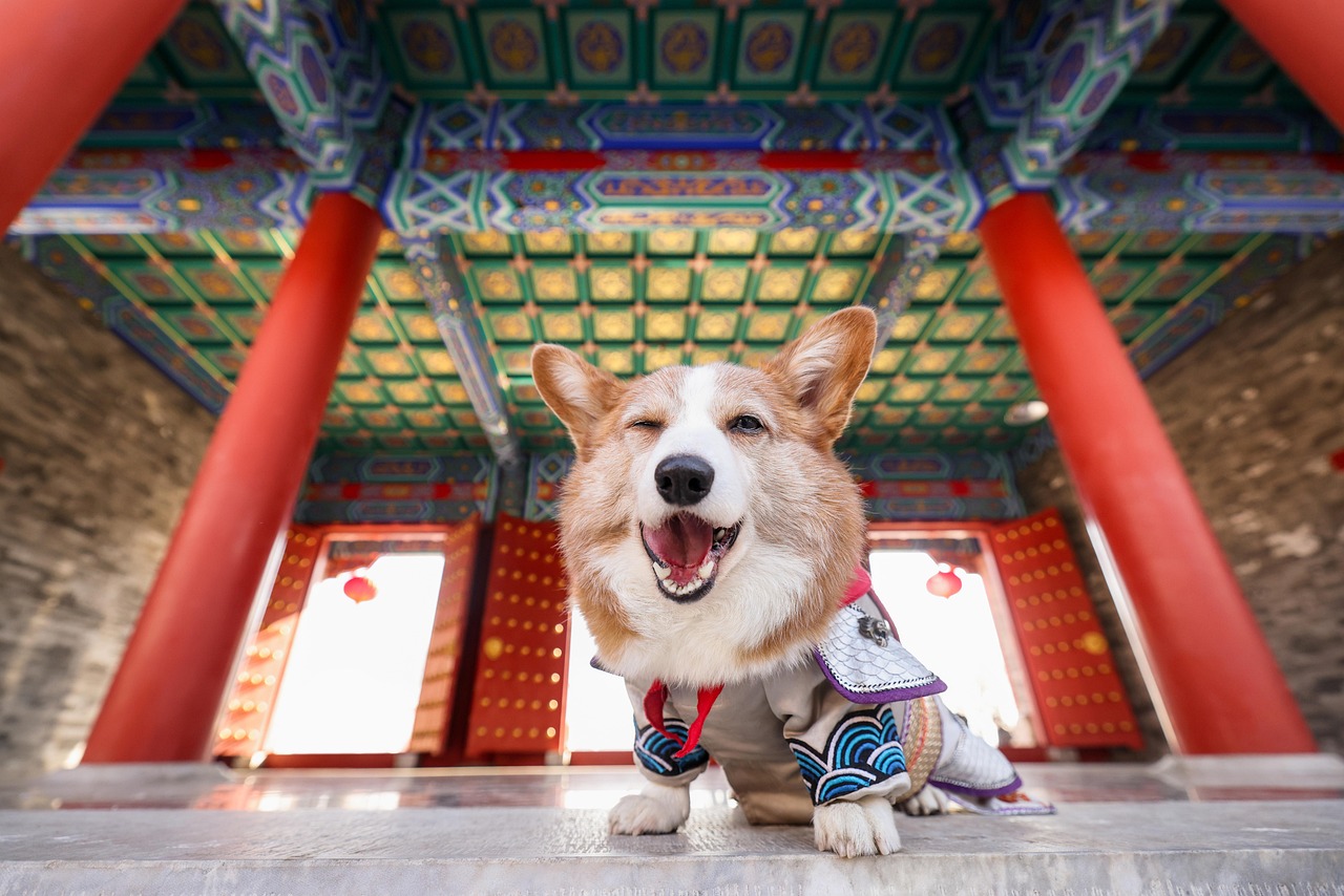 Choosing Perfect Corgi Dog Names