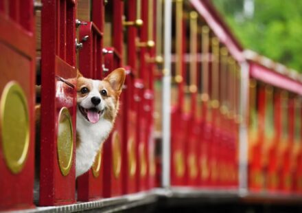 corgi dog names