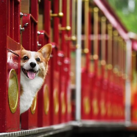 corgi dog names