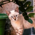 curious cat investigating