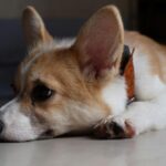 cute corgi puppy