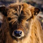 cute cow calf