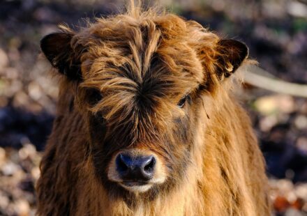 cute cow calf