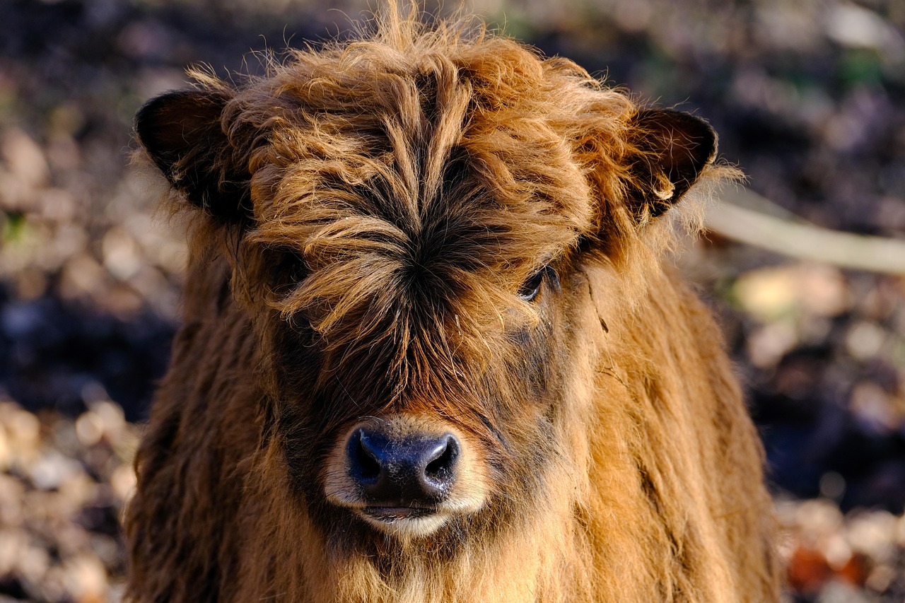 Choosing the Perfect Cow Names: A Practical Guide