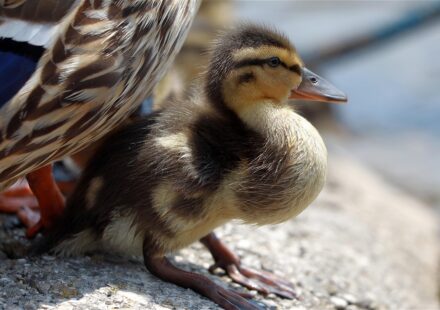 cute duckling names