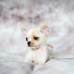cute male puppy names