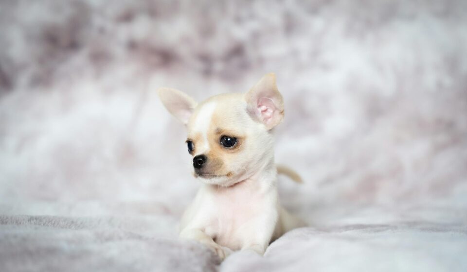 cute male puppy names