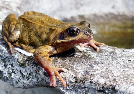 cute pet frog