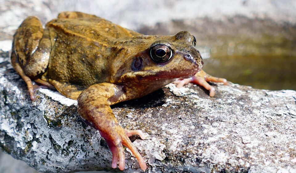 cute pet frog