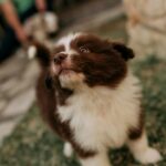 cute puppy with happy expression