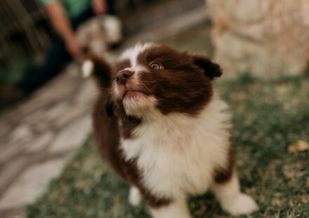 cute puppy with happy expression