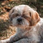 cute Shih Tzu puppy