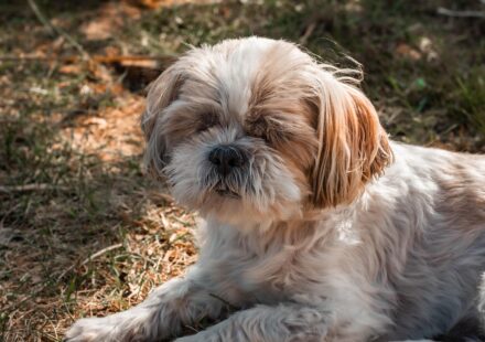 cute Shih Tzu puppy