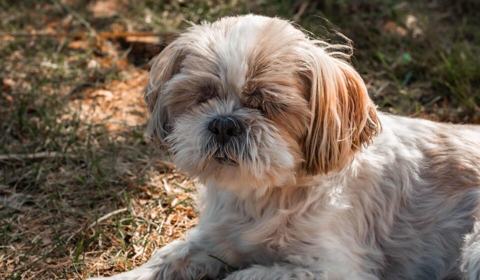 cute Shih Tzu puppy