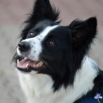 diverse long nose dog breeds
