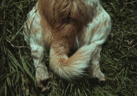 dog anal glands anatomy