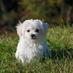 dog bathing shampoo