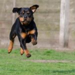 dog boarding rates