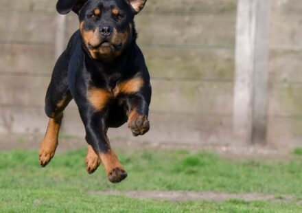 dog boarding rates