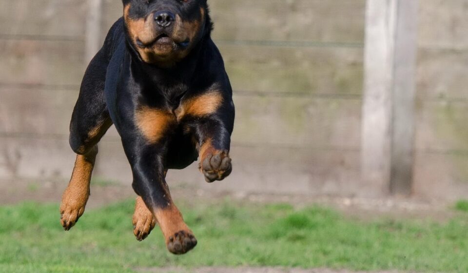 dog boarding rates