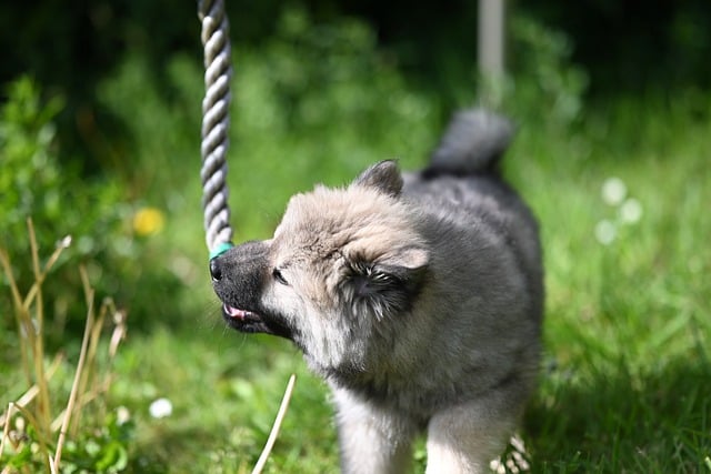 Dog chewing on a tomato plant leaf