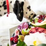 dog eating blackberries