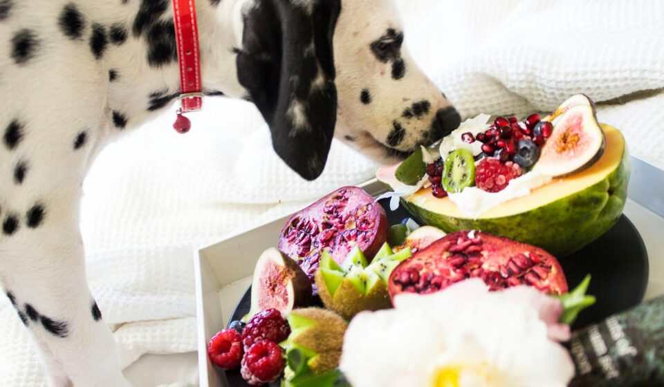 dog eating blackberries