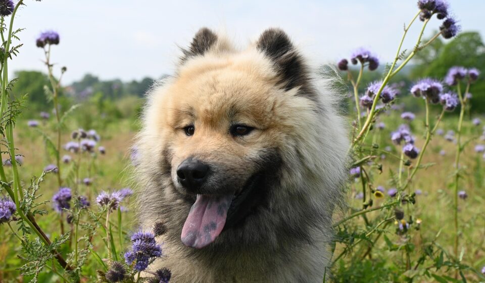 dog eating high protein kibble
