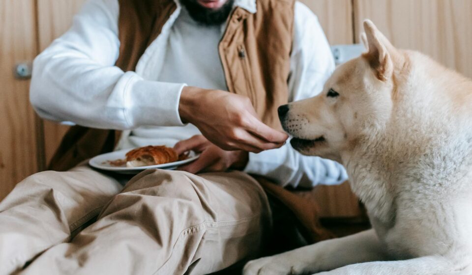 dog eating olive oil