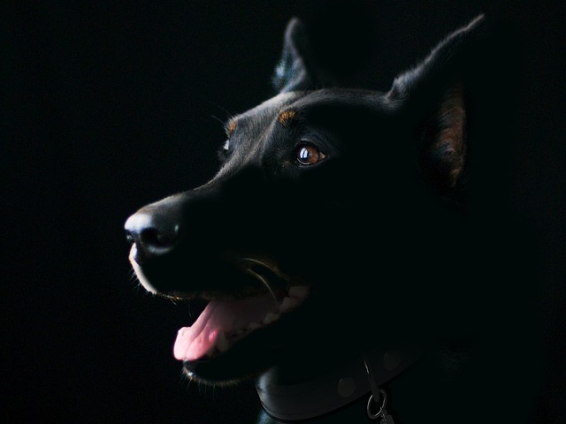 A dog experiencing a coughing fit, head extended, as if trying to expel something.