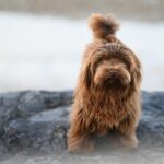 dog facts