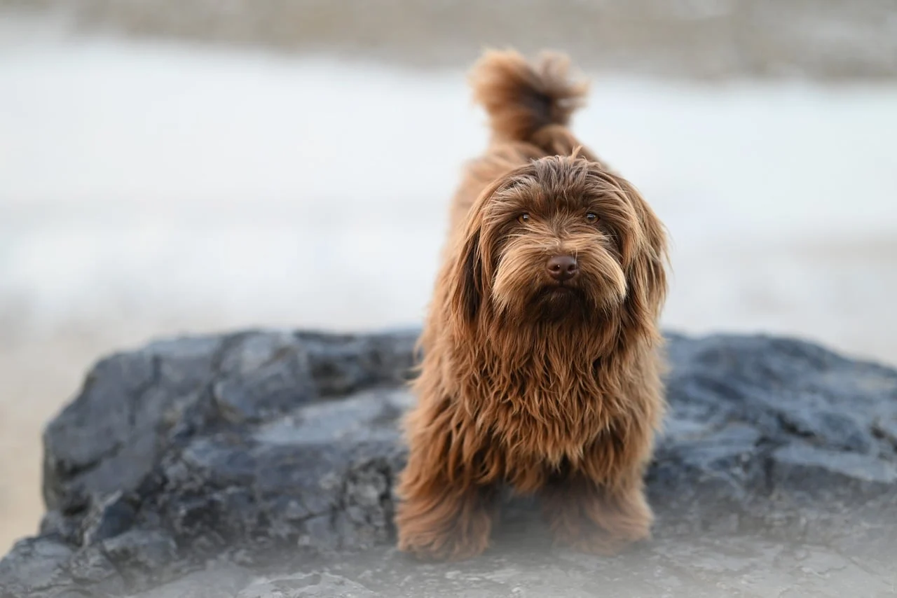 Amazing Dog Facts: What Your Canine Companion Really Thinks