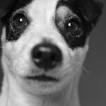 dog happy tail injury