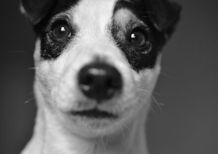 dog happy tail injury