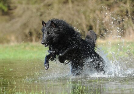 can a dog have down syndrome