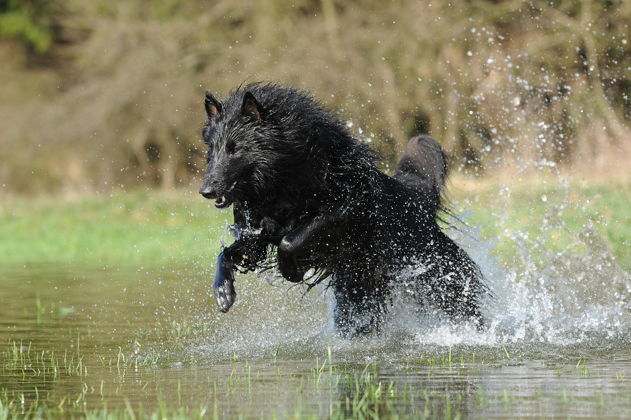 Can Dogs Have Down Syndrome? What Owners Need to Know