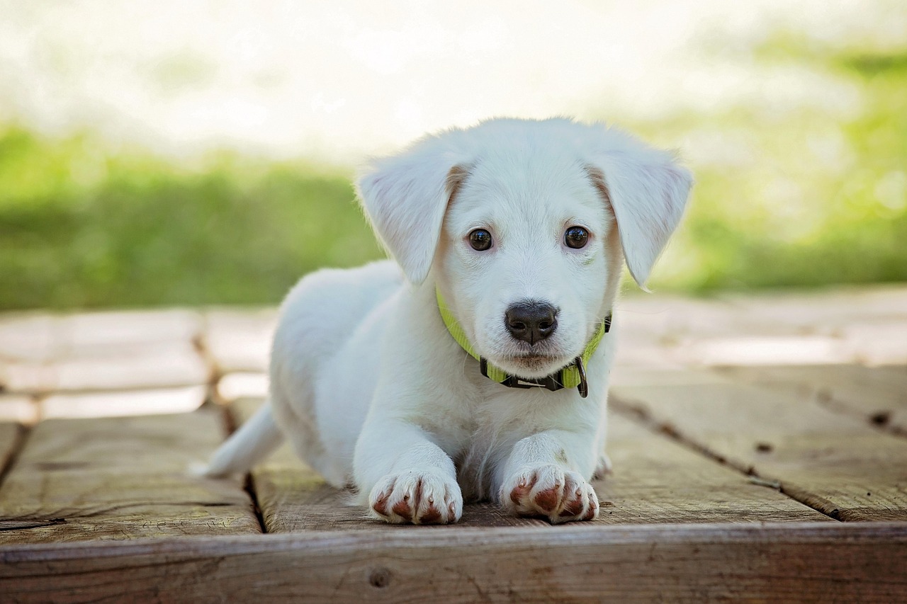 Paddling with Your Pooch: The Dog Kayaking Guide