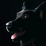 dog with lice