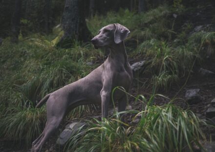 dog looking at salami