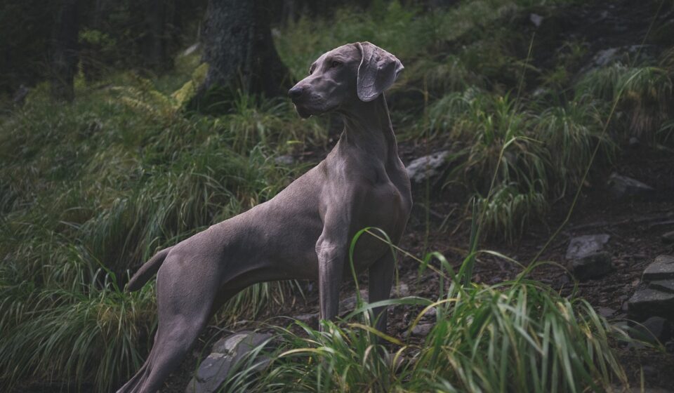 dog looking at salami