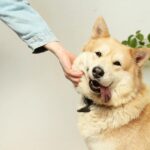 dog owner giving dog medication