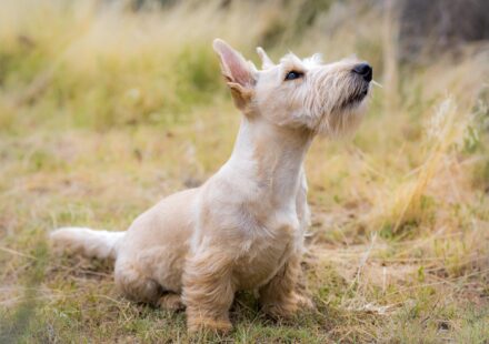 dog restless at night