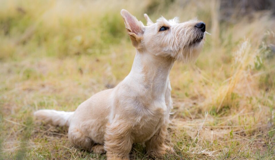dog restless at night