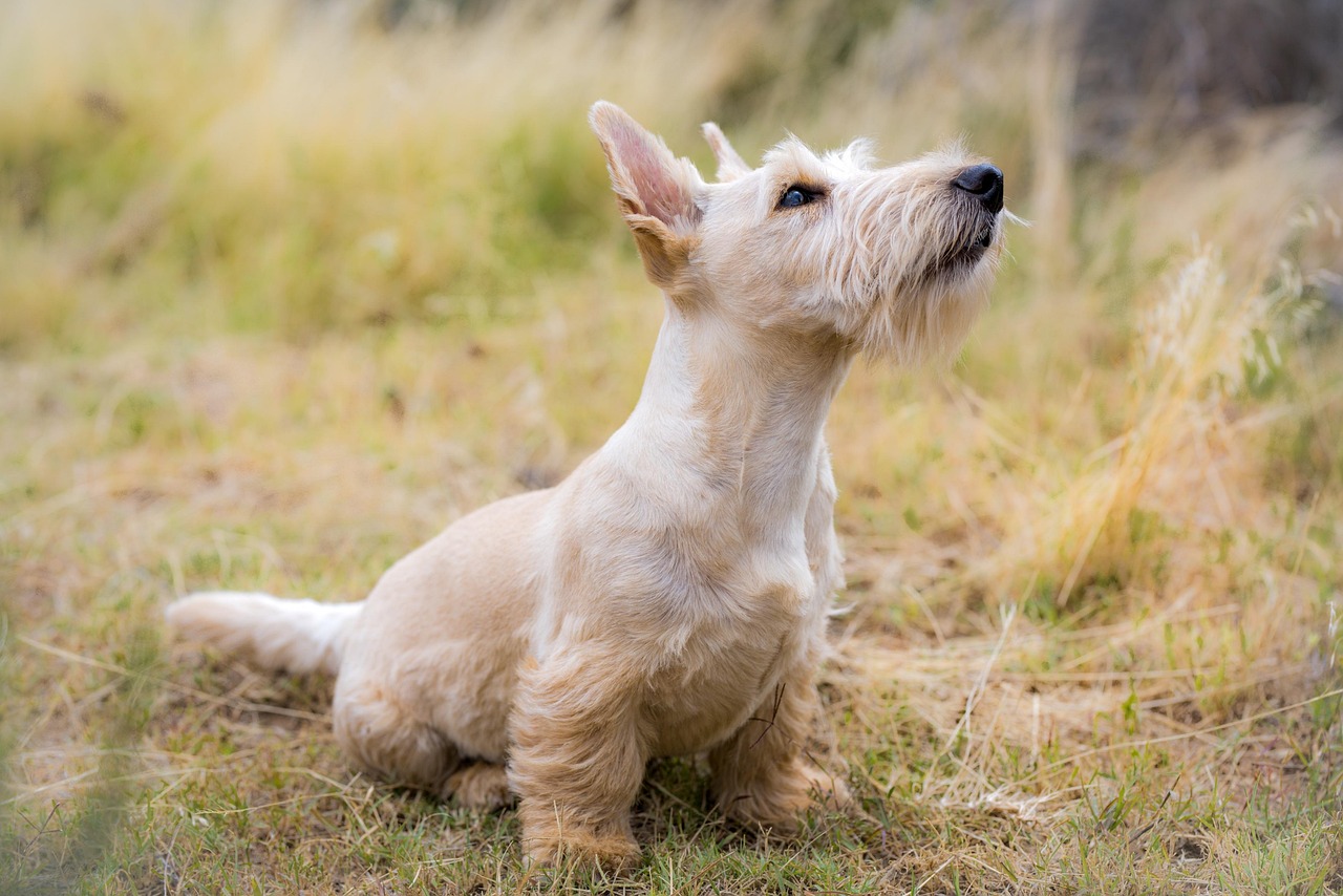 Dog Restless at Night