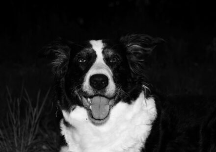 dog restless at night