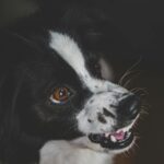 dog teeth diagram puppy adult